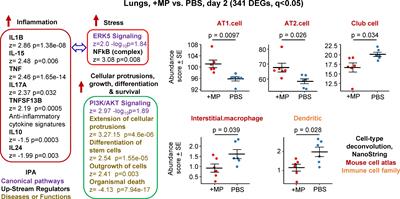 Microplastics dysregulate innate immunity in the SARS-CoV-2 infected lung
